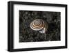 A Live Sundial Shell Crawls across the Seafloor-Stocktrek Images-Framed Photographic Print