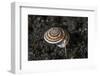 A Live Sundial Shell Crawls across the Seafloor-Stocktrek Images-Framed Photographic Print