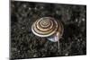 A Live Sundial Shell Crawls across the Seafloor-Stocktrek Images-Mounted Photographic Print