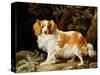 A Liver and White King Charles Spaniel in a Wooded Landscape, 1776-George Stubbs-Stretched Canvas