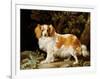 A Liver and White King Charles Spaniel in a Wooded Landscape, 1776-George Stubbs-Framed Giclee Print