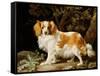 A Liver and White King Charles Spaniel in a Wooded Landscape, 1776-George Stubbs-Framed Stretched Canvas