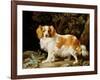 A Liver and White King Charles Spaniel in a Wooded Landscape, 1776-George Stubbs-Framed Giclee Print