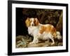 A Liver and White King Charles Spaniel in a Wooded Landscape, 1776-George Stubbs-Framed Giclee Print