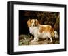 A Liver and White King Charles Spaniel in a Wooded Landscape, 1776-George Stubbs-Framed Giclee Print