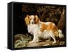 A Liver and White King Charles Spaniel in a Wooded Landscape, 1776-George Stubbs-Framed Stretched Canvas