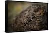 A Lizard Hunts for Bugs under the Blazing Sun in Trout Creek, Oregon-Dan Holz-Framed Stretched Canvas