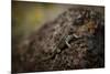 A Lizard Hunts for Bugs under the Blazing Sun in Trout Creek, Oregon-Dan Holz-Mounted Photographic Print