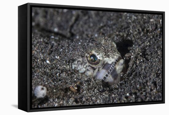 A Lizardfish Lays in Sand in Komodo National Park, Indonesia-Stocktrek Images-Framed Stretched Canvas