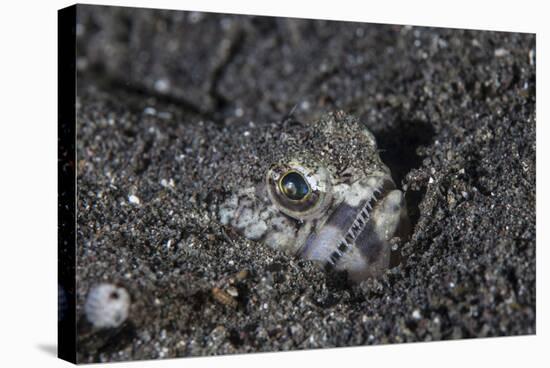 A Lizardfish Lays in Sand in Komodo National Park, Indonesia-Stocktrek Images-Stretched Canvas