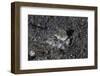 A Lizardfish Lays in Sand in Komodo National Park, Indonesia-Stocktrek Images-Framed Photographic Print