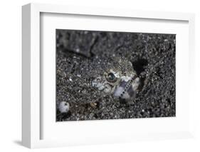 A Lizardfish Lays in Sand in Komodo National Park, Indonesia-Stocktrek Images-Framed Photographic Print