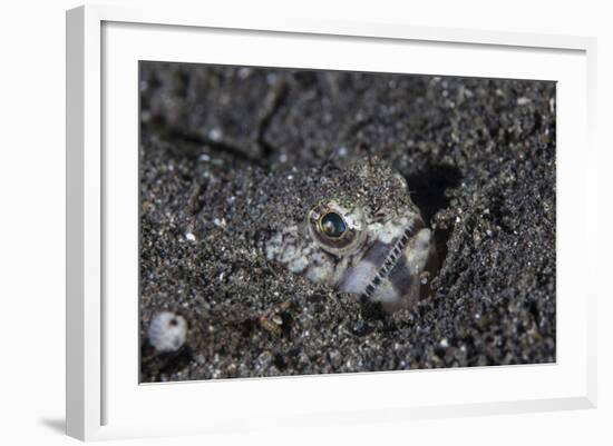 A Lizardfish Lays in Sand in Komodo National Park, Indonesia-Stocktrek Images-Framed Photographic Print