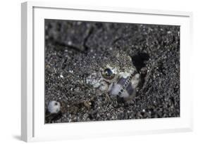 A Lizardfish Lays in Sand in Komodo National Park, Indonesia-Stocktrek Images-Framed Photographic Print