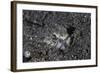 A Lizardfish Lays in Sand in Komodo National Park, Indonesia-Stocktrek Images-Framed Photographic Print