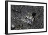 A Lizardfish Lays in Sand in Komodo National Park, Indonesia-Stocktrek Images-Framed Photographic Print