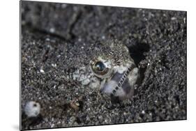 A Lizardfish Lays in Sand in Komodo National Park, Indonesia-Stocktrek Images-Mounted Photographic Print