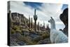 A Llama Watches Out over Isla Del Pescado Above Salar De Uyuni-Alex Saberi-Stretched Canvas