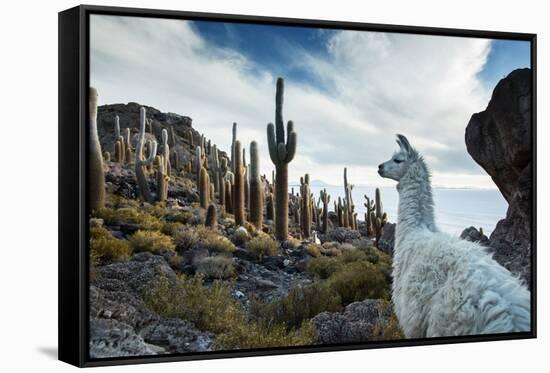 A Llama Watches Out over Isla Del Pescado Above Salar De Uyuni-Alex Saberi-Framed Stretched Canvas