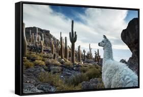 A Llama Watches Out over Isla Del Pescado Above Salar De Uyuni-Alex Saberi-Framed Stretched Canvas