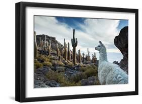 A Llama Watches Out over Isla Del Pescado Above Salar De Uyuni-Alex Saberi-Framed Photographic Print