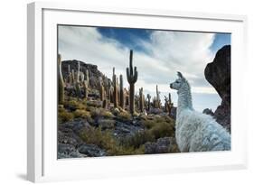 A Llama Watches Out over Isla Del Pescado Above Salar De Uyuni-Alex Saberi-Framed Photographic Print