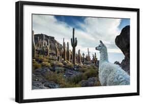 A Llama Watches Out over Isla Del Pescado Above Salar De Uyuni-Alex Saberi-Framed Photographic Print