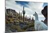 A Llama Watches Out over Isla Del Pescado Above Salar De Uyuni-Alex Saberi-Mounted Photographic Print