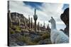 A Llama Watches Out over Isla Del Pescado Above Salar De Uyuni-Alex Saberi-Stretched Canvas