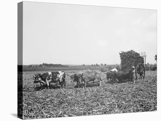 A Load of Cane on a Cuban Sugar Plantation-null-Stretched Canvas