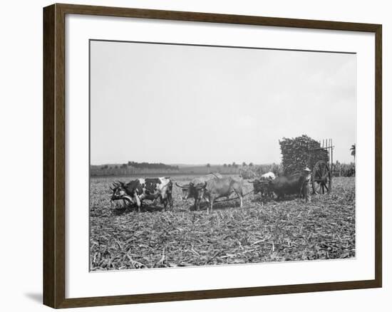 A Load of Cane on a Cuban Sugar Plantation-null-Framed Photo