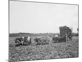 A Load of Cane on a Cuban Sugar Plantation-null-Mounted Photo