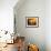 A Local Resident Throws a Bucket of Water on a Forest Fire-null-Framed Photographic Print displayed on a wall