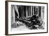 A Log Train in Western Washington Photograph - Washington State-Lantern Press-Framed Art Print