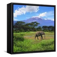 A Lone African Elephant (Loxodonta Africana) by Mt. Kilimanjaro, Amboseli Nat'l Park, Kenya-Miva Stock-Framed Stretched Canvas