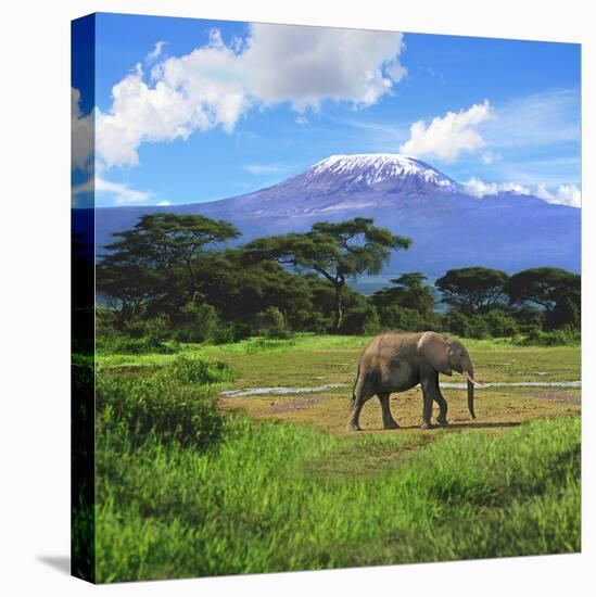 A Lone African Elephant (Loxodonta Africana) by Mt. Kilimanjaro, Amboseli Nat'l Park, Kenya-Miva Stock-Stretched Canvas