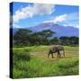 A Lone African Elephant (Loxodonta Africana) by Mt. Kilimanjaro, Amboseli Nat'l Park, Kenya-Miva Stock-Stretched Canvas