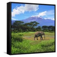 A Lone African Elephant (Loxodonta Africana) by Mt. Kilimanjaro, Amboseli Nat'l Park, Kenya-Miva Stock-Framed Stretched Canvas