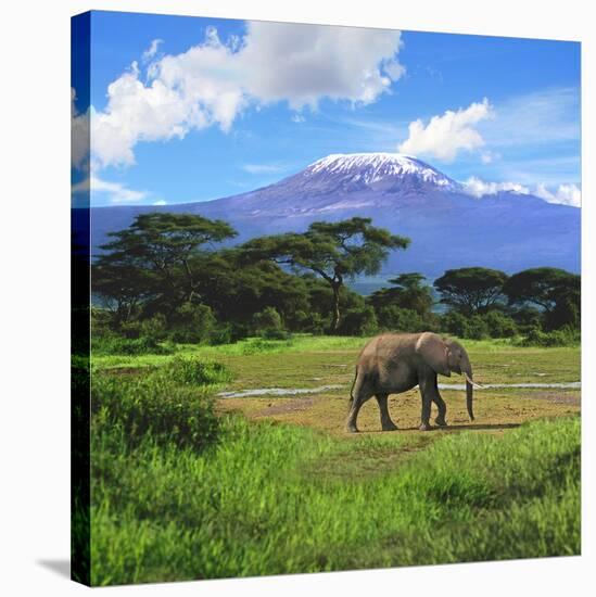 A Lone African Elephant (Loxodonta Africana) by Mt. Kilimanjaro, Amboseli Nat'l Park, Kenya-Miva Stock-Stretched Canvas