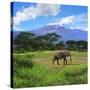 A Lone African Elephant (Loxodonta Africana) by Mt. Kilimanjaro, Amboseli Nat'l Park, Kenya-Miva Stock-Stretched Canvas