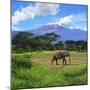 A Lone African Elephant (Loxodonta Africana) by Mt. Kilimanjaro, Amboseli Nat'l Park, Kenya-Miva Stock-Mounted Premium Photographic Print