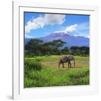 A Lone African Elephant (Loxodonta Africana) by Mt. Kilimanjaro, Amboseli Nat'l Park, Kenya-Miva Stock-Framed Premium Photographic Print