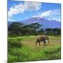 A Lone African Elephant (Loxodonta Africana) by Mt. Kilimanjaro, Amboseli Nat'l Park, Kenya-Miva Stock-Mounted Premium Photographic Print