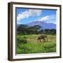 A Lone African Elephant (Loxodonta Africana) by Mt. Kilimanjaro, Amboseli Nat'l Park, Kenya-Miva Stock-Framed Photographic Print