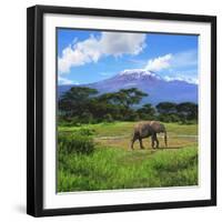 A Lone African Elephant (Loxodonta Africana) by Mt. Kilimanjaro, Amboseli Nat'l Park, Kenya-Miva Stock-Framed Photographic Print