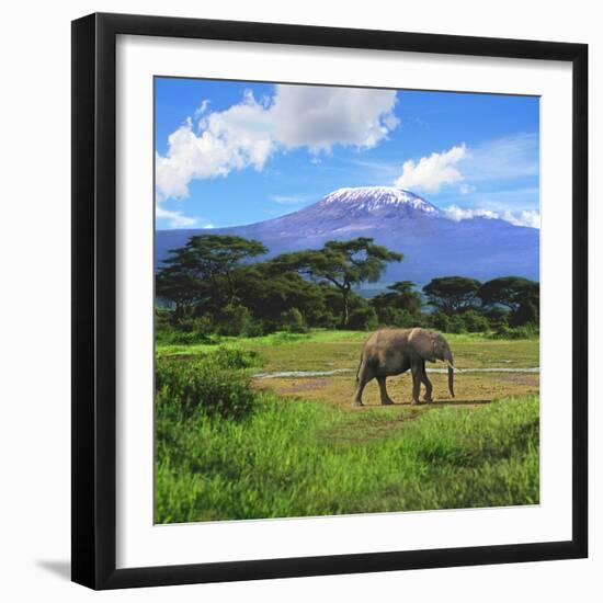 A Lone African Elephant (Loxodonta Africana) by Mt. Kilimanjaro, Amboseli Nat'l Park, Kenya-Miva Stock-Framed Photographic Print