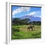 A Lone African Elephant (Loxodonta Africana) by Mt. Kilimanjaro, Amboseli Nat'l Park, Kenya-Miva Stock-Framed Photographic Print