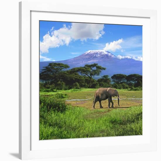 A Lone African Elephant (Loxodonta Africana) by Mt. Kilimanjaro, Amboseli Nat'l Park, Kenya-Miva Stock-Framed Photographic Print