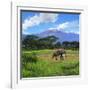 A Lone African Elephant (Loxodonta Africana) by Mt. Kilimanjaro, Amboseli Nat'l Park, Kenya-Miva Stock-Framed Photographic Print