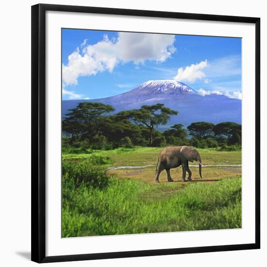 A Lone African Elephant (Loxodonta Africana) by Mt. Kilimanjaro, Amboseli Nat'l Park, Kenya-Miva Stock-Framed Photographic Print